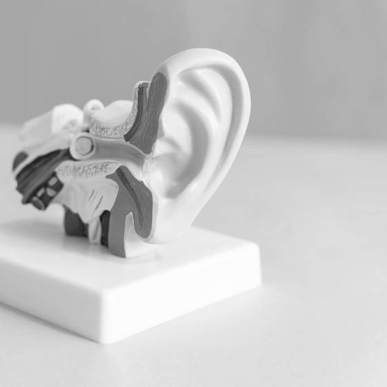 The anatomical model of the ear in the blue background.